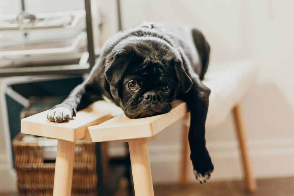 A black pug lying on a stool with a bored look on its face.